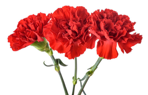 CARNATIONS