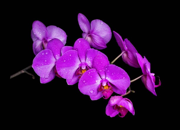 ORCHIDS